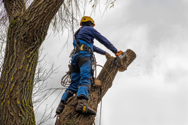 Professional  Tree Services in Oran, MO